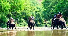 Elephant safari and Bamboo Rafting One Day Tour Chiang Mai